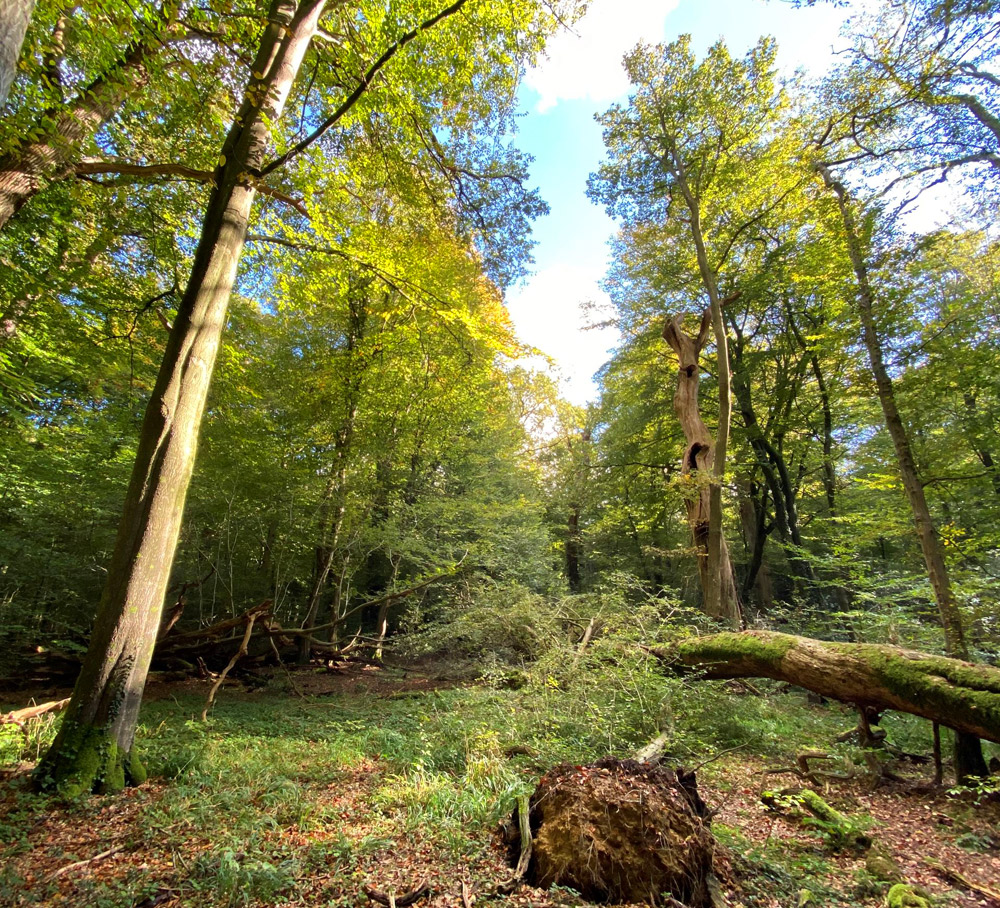 Wald nahe Ammersee